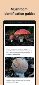 Picture Mushroom